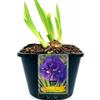 POWERS TO FLOWERS - IRIS GERMANICA BLU KABLUEY, VASO 14CM DIAMETRO, pianta vera
