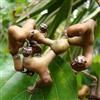 Generico Vivaio Garden Forest Hovenia Dulcis - Albero dell'Uva Passa Vaso Ø18 cm, Pianta Rustica Resistente al Gelo, Frutti Dolci Commestibili
