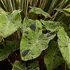 Generic Semi di orecchie di elefante - da appartamento facili da curare per gli amanti del giardino resistenti per giardini rocciosi arredamento del soggiorno 25pcs