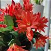 Generic Semi di Natale - Schlumbergera - resistenti aperto perenni permanenti balconi 10pcs