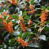 Generic Osmanthus Fragrans - Semi, di osmanto, giardino semi e siepi e arbusti da esterno fioriti resistenti vecchie varietà esotiche 200pcs