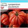 SAFLAX - Confezione regalo - Pomodoro Costoluto Genovese - 10 semi - Lycopersicon esculentum