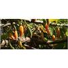 Seeds & Plants Shop by Ipsa Pezzi - 5x Carica Quercifolia Albero Dei Meloni Foglie di Quercia Giardino Piante - Seme ID1169 - Seeds & Plants Shop by Ipsa