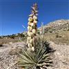 Generic Semi di Yucca Filamentosa, verdi da esterno resistenti prodotti sostenibili per luoghi soleggiati esotiche rare decorazione floreale 30pcs