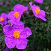 Generic cisto da primaverili cisto arredamento del del soggiorno siepi, arbusti, decorazioni autunnali da appartamento sempreverdi giardino 300semi