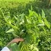 Generic spinaci d'acqua - per giardini rocciosi spinaci d'acqua in vaso semi di da giardino semi di biologici, varietà antiche Coltivazione 250semi
