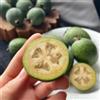 Generic Semi di feijoa, colonnare Acca sellowiana, semi arbusti a crescita rapida giardino esotiche da vecchie varietà da giardino roccioso 15pcs