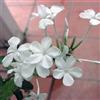 le Georgiche Vivai le Georgiche - Pianta vera di Plumbago capensis Alba - vaso Ø 17 cm