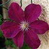 le Georgiche Vivai le Georgiche - Pianta vera di Clematis viticella Etoile Violette Clematis 'Etoile Violette' Clematide Violetta Stella - vaso Ø 15 cm - altezza alla vendita 40-60 cm
