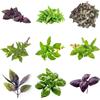 Generic semi di basilico - perenni invernali basilico cespuglioso, decorazione da giardino per esterni da cucina balcone 500pcs