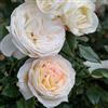 AMDGarden Pianta Rosa Camille Claudel Meilland Profumata a Cespuglio per Esterni Vaso 19 cm Rosa Cipria Albicocca