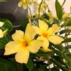 Generic Mandevilla Dipladenia - semi decorazione estate giardino balcone semi resistente 550pcs