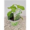 Generico Stevia 2 Piante di Stevia su Vaso cm 12