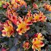 Generic Semi di Alstroemeria - semi di varietà antiche, decorazioni floreali Alstroemeria ibrida - le da giardino roccioso sono resistenti 400pcs