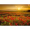 Runa Art Carta da parati fotografica Prato fiorito Papaveri Moderno Vello Soggiorno Camera Da Letto Sala - Made in Germany - Tramonto 9592010a
