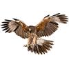 Asudaro Adesivo Aquila per Auto, 2 pcs Adesivo Aquila Volante 3d Aquila Animale Adesivo per Auto Adesivi per Auto Adesivi per Ali D'Aquila Adesivi per Emblema per Auto Adesivo per Carrozzeria Auto