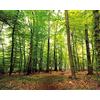1art1 Boschi Poster Bosco del Silenzio Stampa 50x40 cm