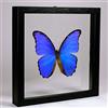 De Museumwinkel.com Morpho didius - Grande Farfalla Blu - Vera Farfalla di Tassidermia Montato tra Vetro in Cornice di Doppia Vetro di Legno Nera Fatta a Mano