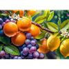 Cherrypazzi 1000 El. Słoneczne owoce/Sunny Fruits 30738 [Puzzle]