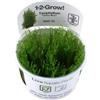TROPICA Plants 1-2-GROW! TAXIPHYLLUM Taiwan Moss Acquario Dolce AQUASCAPING