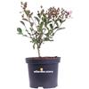 eGarden.store Pianta di Lagerstroemia Indica pianta da esterno pianta da giardino pianta da fiore pianta ornamentale pianta di Lagerstroemia vera venduta da eGarden.store (Choco Pink v.19 cm)