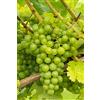 eGarden.store Pianta di Vite pianta di uva vigna da tavola pianta di uva innestata pianta vera di vite venduta da eGarden.store (Fragola Bianca Noah)