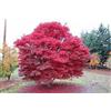 SVI 100 pezzi di semi di albero di acero giapponese rosso