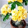OPVDJD Rosa desertica perenne resistente all'inverno/abbellisci il tuo ambiente/Adatto per decorare il tuo giardino/Verde