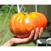 SVI 15 semi GIGANTE DEL POMODORO 2018 OLTRE 7kg possibile!