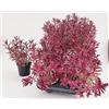 POWERS TO FLOWERS - VERONICA, HEBE FROZEN FLAME, 3 PIANTE, VASO 12CM, piante vere