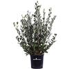 eGarden.store Pianta di Feijoa Albero di Feijoa Acca Sellowiana pianta da frutto di Feijoa pianta vera venduta da eGarden.store (Feijoa vaso 24)
