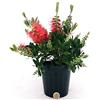 POWERS TO FLOWERS - CALLISTEMOM LAEVIS, CALLISTEMONE IN VASO 14 CM, pianta vera