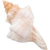 DECHOUS Conchiglia Gigante Riempitivo da Spiaggia Conchiglia per Piante d'Aria Conchiglia per Decorazioni Oceaniche Conchiglia per Piante Ad Aria Conchiglia per Vaso di Conchiglia per