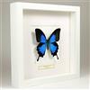 De Museumwinkel.com Papilio Ulysses - Grande Farfalla Blu e Nera - Vera Farfalla di Tassidermia Montato sotto Vetro in Cornice di Legno Bianca Fatta a Mano