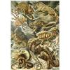 MyPuzzle.com MyPuzzle Lucertole (Lacertilia) - Forme D'arte In Natura, Poster D'epoca, Ernst Haeckel - Premium 1000 Pezzi Puzzle - MyPuzzle Collezione speciale di Havana Puzzle Company