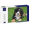 Lais Puzzle Cane da Montagna Bernese 1000 Pezzi