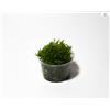 Garnelio - Christmas Moos - Vesicularia montagnei - Portion