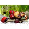 Teich Schnecken & Muscheln Lumaca da Gara Rossa - Gruppo di 3 + 10 g di Mangime per Lumache - Polizia delle Alghe Biologiche per l'Acquario