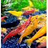 Aqua Breeding Skill Neocaridina - Gamberetti vivi per acquario, 20 pezzi, diversi colori, gamberi vivi per acquario, misura 1-1,5 cm aquarium shrimps