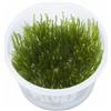 Tropica - Taxiphyllum 'Spiky' 1-2 Grow (Spiky moss) - Piante d'acquario