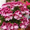 Generic gerani, pelargoni - resistenti esterno in vaso rampicanti, giardino roccioso Decorazioni giardino per esterni primaverili, resistenti in 45semi