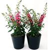 POWERS TO FLOWERS - ANGELONIA ROSA, 2 PIANTE IN VASO 13CM, pianta vera