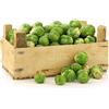 Generic 100 semi Catskill Brussel Sprout. Combo Nave, Heirloom, non-OGM:Seeds