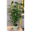 Generic 1 PIANTA di Orchidea DENDROBIUM Bianca O Fucsia in Vaso 12CM