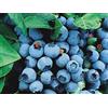 PERAGASHOP 1 PIANTA DI MIRTILLO AMERICANO BRIGITTA MATURAZIONE FRUTTI A GIUGNO