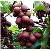 PRGA 1 PIANTA Kiwi Pasta Rossa ACTINIDIA ARGUTA IMPOLLINATORE Maschio