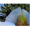Generic Ravenala Madagascariensis - Albero dei Viaggiatori - Palma Viaggiatori - 15 Semi