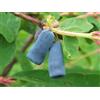 Generic 4 Graines de Camérise du Kamtchatka (Lonicera Caerulea Kamtkatica) H 415 GRANI