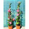 Generico Dipladenia Sundaville vs20 (Rosa)