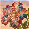 OPVDJD Rosa del deserto in Vasca:Colore Vivido/Decorazione per Casa e Giardino/per Ogni Spazio/Resistente e Facile da Curare-A-3 Rhizome